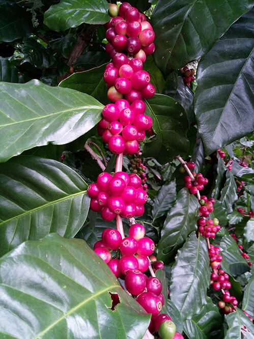 Guatemalas Coffee Farm produces mature coffee beans.