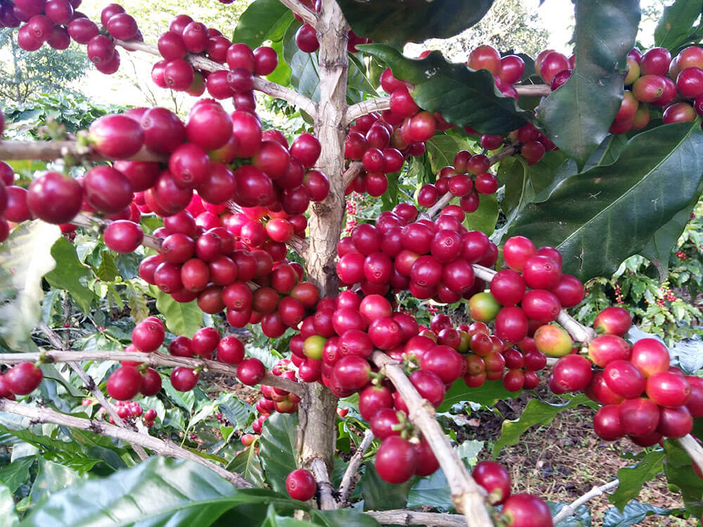 Young plants ready for harvest at Guatemalas Coffee Farm.